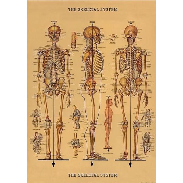 vintage human body poster vintage human body poster