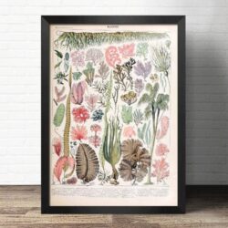 algae poster