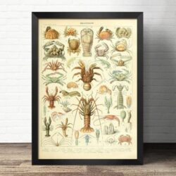 shellfish poster