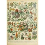 poster flowers vintage