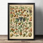 vintage fruit poster