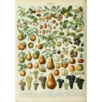 poster fruit