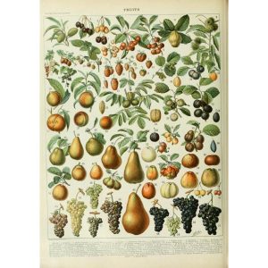 poster fruit
