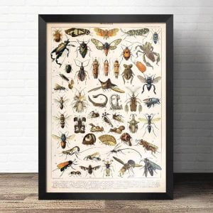 vintage insect poster
