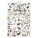 poster insect