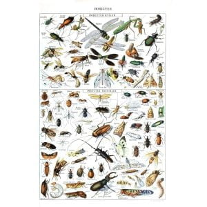 poster insect
