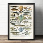 vintage fish poster