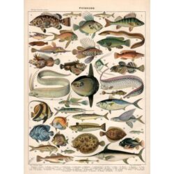 poster vintage fish